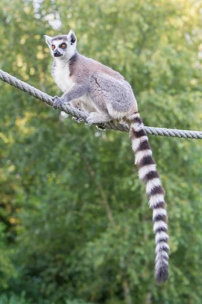 Lémure-de-cauda-anelada (Lemur catta) — Fotografia de Stock