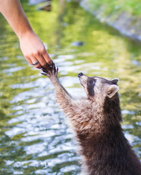 Racoon błagający o jedzenie — Zdjęcie stockowe