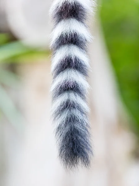 Close up of a ring-tailed lemur tail texture — Stock Photo, Image