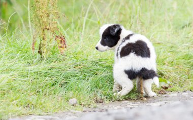 Bir çiftlikte derde küçük kenar kömür ocağı köpek yavrusu