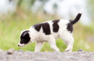 Bir çiftlikte kenar kömür ocağı köpek yavrusu