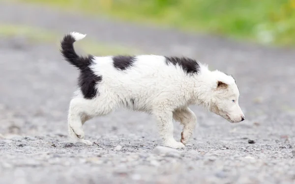 Border Collie pup op een boerderij — Stockfoto