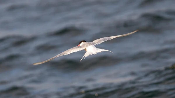 Arktisk tärna under flygning — Stockfoto