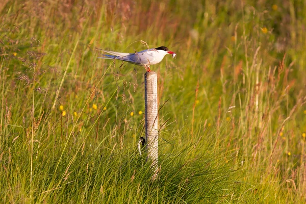 Arctic tern resting, warm evening sunlight — Stock Photo, Image
