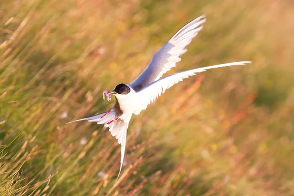 Arctic tern with a fish - Warm evening sun — Stock Photo, Image