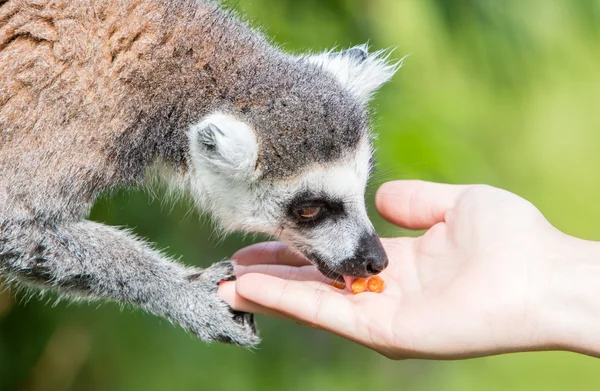 Lemur com mão humana - Foco seletivo — Fotografia de Stock