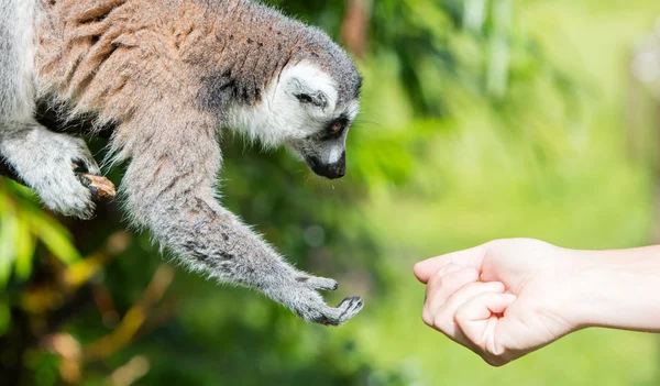 Lemur con mano humana - Enfoque selectivo — Foto de Stock