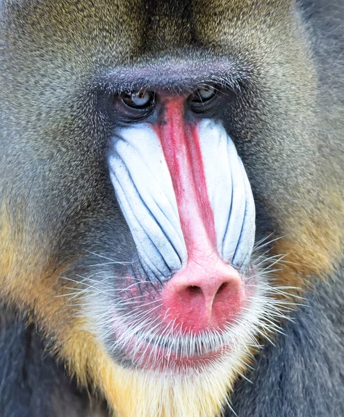 Babuíno Mandril Colorido Foco Seletivo Nos Olhos — Fotografia de Stock