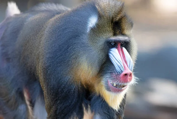 Kleurrijke Mandrill Baviaan Selectieve Focus Ogen — Stockfoto