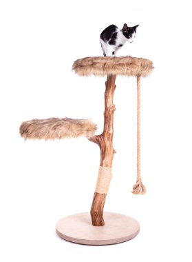 Modern bir kazı kazanı üzerinde siyah beyaz kedi yavrusu.