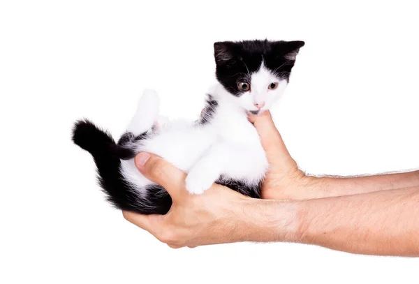Zwart Wit Kitten Handen Van Een Volwassen Man Geïsoleerd — Stockfoto