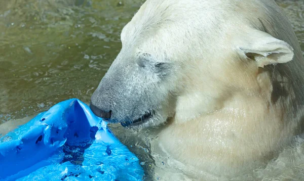 Oso Polar Jugando Agua Con Barril Azul — Foto de Stock