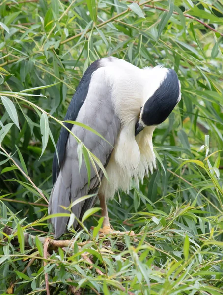 Garza Nocturna Nycticorax Nycticorax Pájaro Agua Gris Sentado Árbol — Foto de Stock