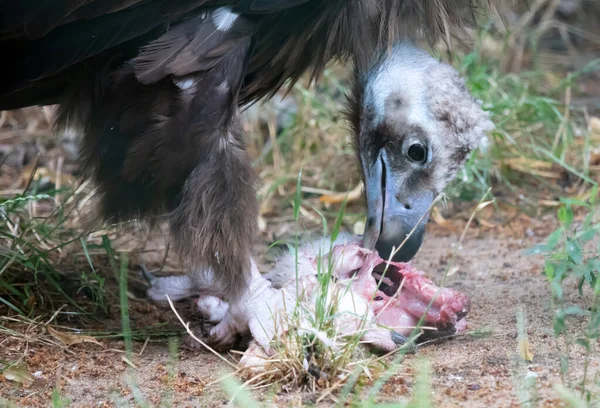 大きなハゲタカは生肉を食べ破片で引き裂かれた — ストック写真