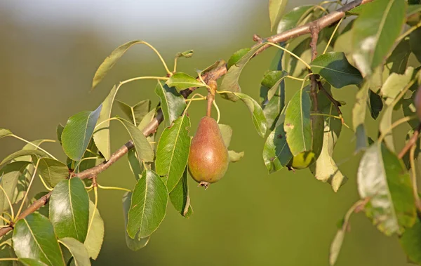Birnbaum Mit Kleinen Äpfeln Sommerlich — Stockfoto