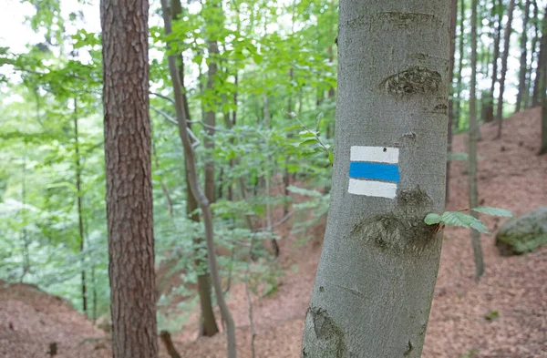 Marking the tourist route painted on the tree - Travel route sign