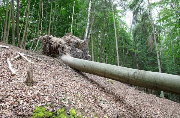 Тропа Лесу Упавшим Деревом Перекрывающая Тропу — стоковое фото
