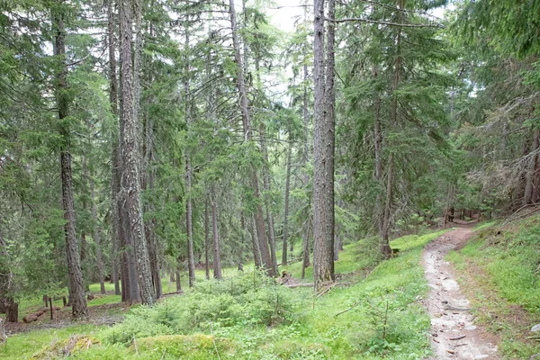 Camino Través Del Hermoso Bosque Verano Suiza — Foto de Stock