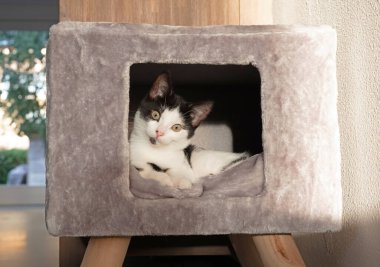 Kedi sıcak kutuya sarılı, seçici odak