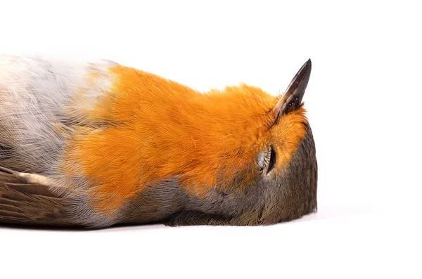 Dead Robin Red Breast Bird Isolated White — Stock Photo, Image