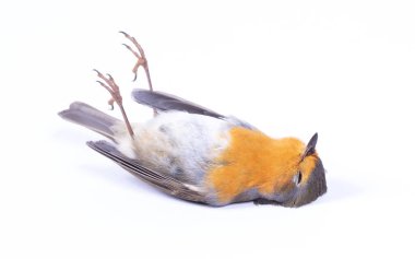 Dead robin red breast bird, isolated on white clipart