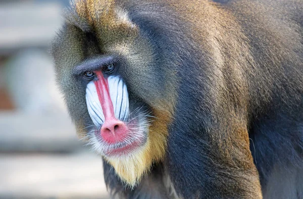 色彩艳丽的曼陀罗狒狒 选择性地专注于眼睛 — 图库照片