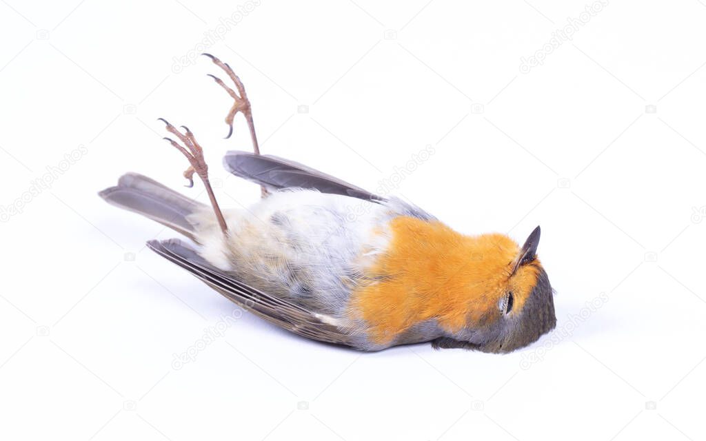 Dead robin red breast bird, isolated on white