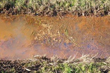 Friesland, Hollanda 'da bir hendekte bitki kalıntıları.