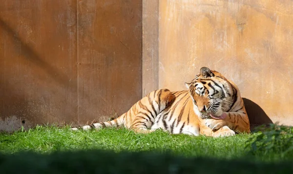 Tiger Panthera Tigris Altaica Rengöra Sig Trädgård Selektivt Fokus — Stockfoto