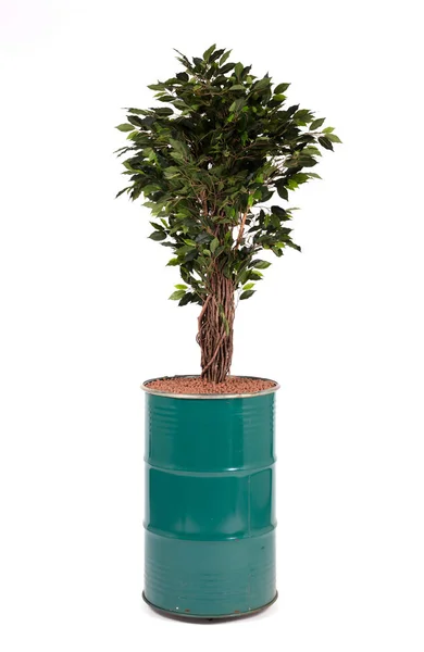 Artificial Ficus Tree Real Modern Evergreen Ecological Decoration Interiors Isolated — Stock Photo, Image