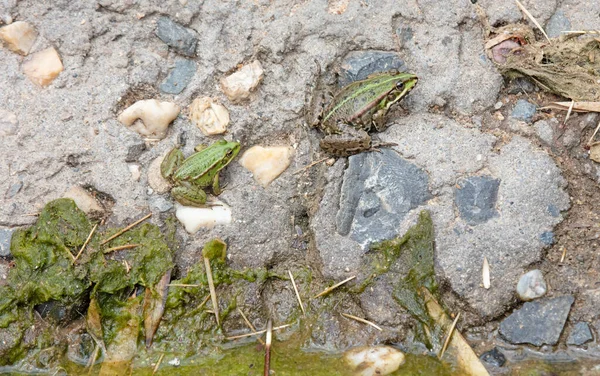 Common Frog Stones Edge Body Water Selective Focus — Stock Photo, Image