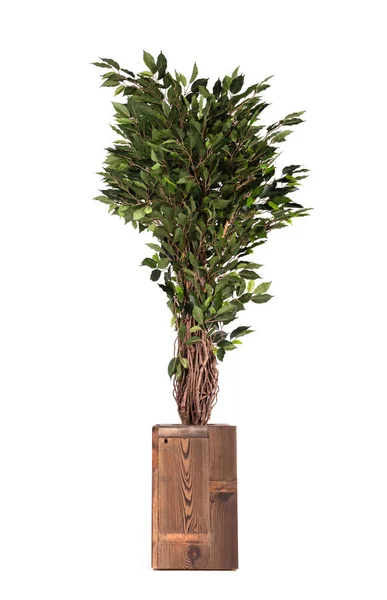 Konstgjorda Ficus Träd Som Verkliga Som Moderna Evergreen Ekologisk Dekoration — Stockfoto