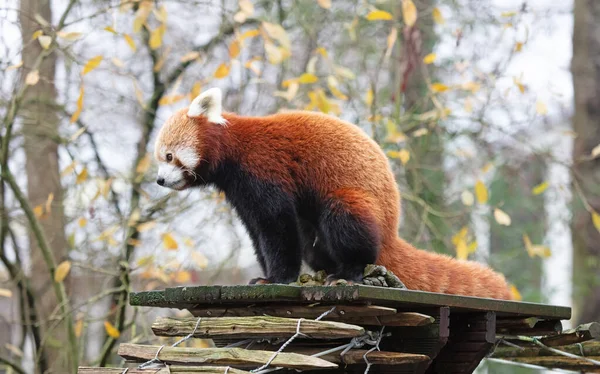 Red Panda Pooing Wooden Platform Selective Focus — Stock Photo, Image