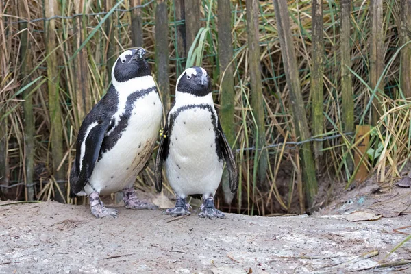 企鹅洪堡夫妇站在巢前 — 图库照片