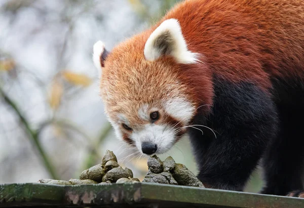 Red Panda Smelling Own Poo Selective Focus — Stock Photo, Image