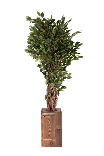 Árbol Ficus Artificial Como Real Como Decoración Ecológica Perenne Moderna —  Fotos de Stock