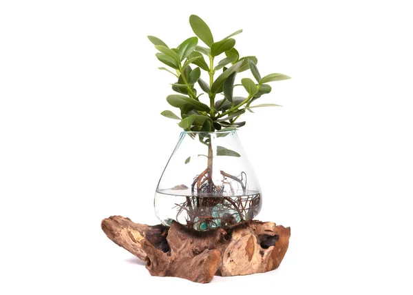 Clusia Plant Unique Vase Isolated — Stock Photo, Image