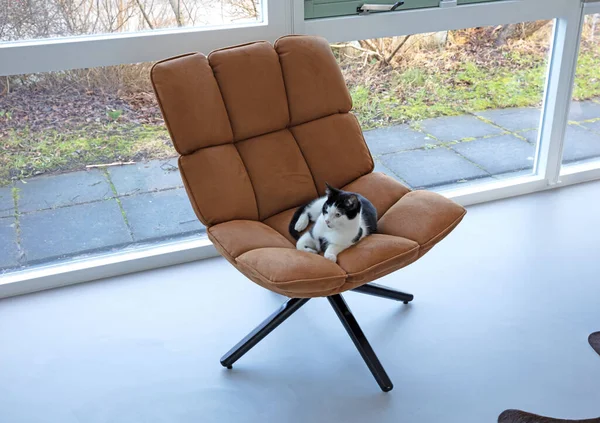 Gato Uma Cadeira Cadeira Camurça Moderna Com Gato Jovem Preto — Fotografia de Stock