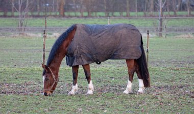 Yetişkin bir atın otlakta otladığı ve koyu renk giyindiği profil görüntüsü.