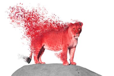 Dağılan dişi aslan, bembeyaz bir kayadan izliyor.