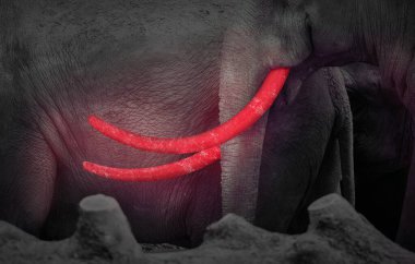 Karanlıktaki büyük bir filin parlak dişleri.