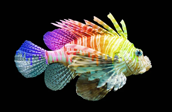 Pterois Volitans Lionfish Isolado Preto Arco Íris Único Tinta Gotejante — Fotografia de Stock