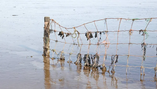 Metallstängsel Vid Holländsk Fördämning Waddensea Nederländerna — Stockfoto