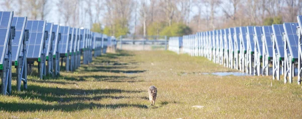 Solar Park Green Energy Panels Grass Focus Hare — Stock Photo, Image