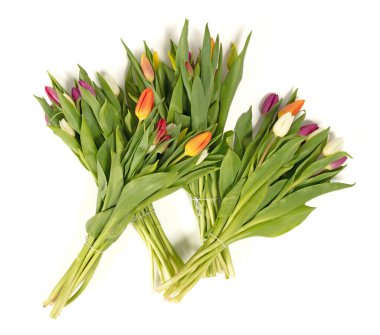 Beyaz yüzeyde izole laleler var.