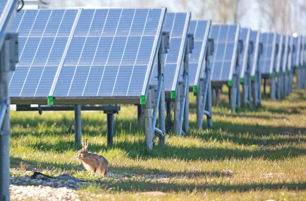 Solar Park Green Energy Panels Grass Focus Hare — Stock Photo, Image