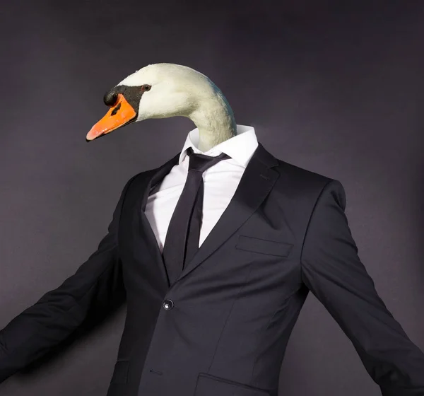 White Swan Head Black Suit Isolated Black — Stock Photo, Image