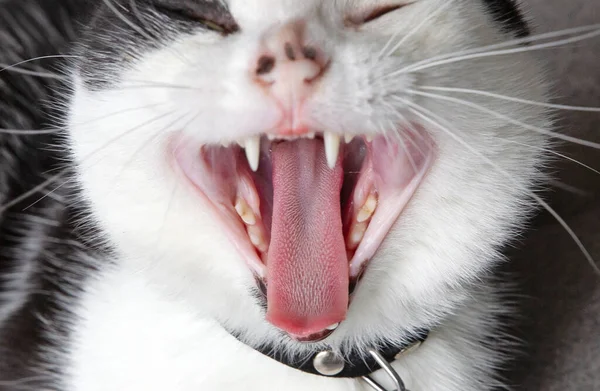 Черно Белая Кошка Зевает Избирательный Фокус — стоковое фото