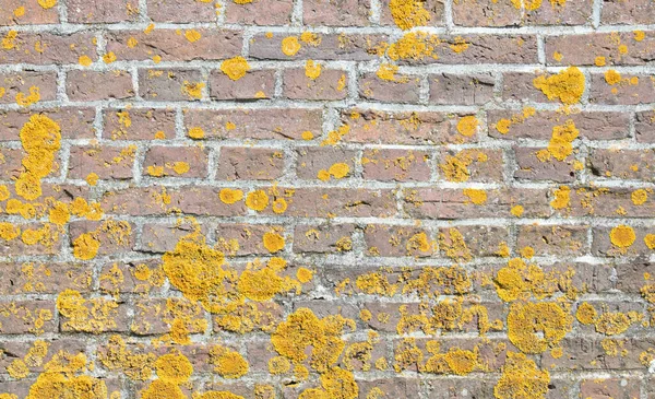 Παλιός Τοίχος Από Τούβλα Κίτρινη Άλγεβα — Φωτογραφία Αρχείου
