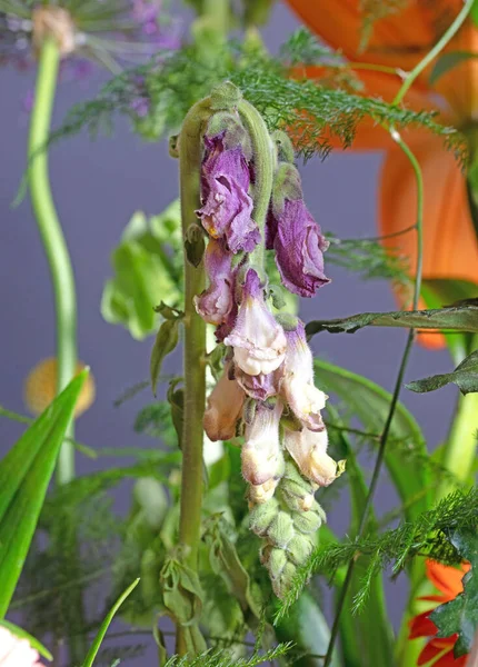 枯萎的花束 有选择地集中在中间花 孤立的 — 图库照片